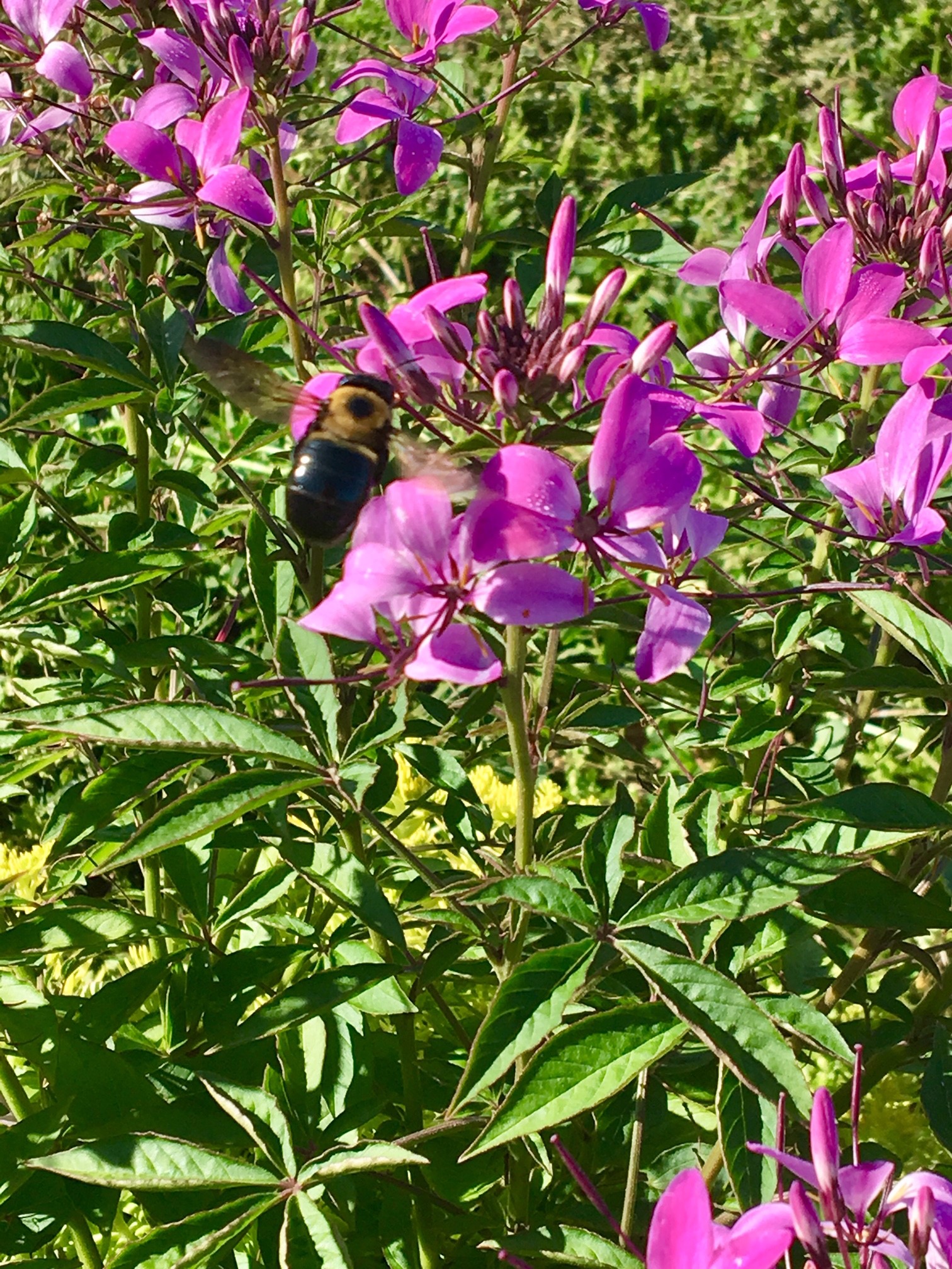 bee on cleome.jpg thumbnail
